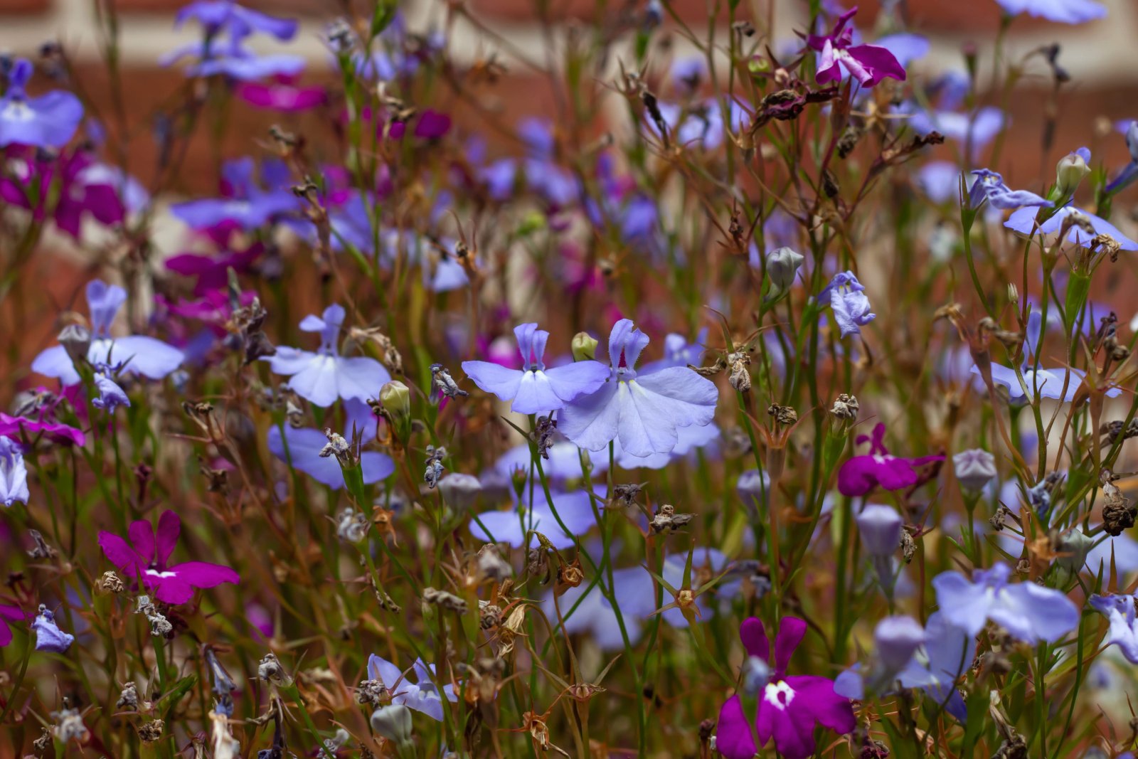 Lobelia
