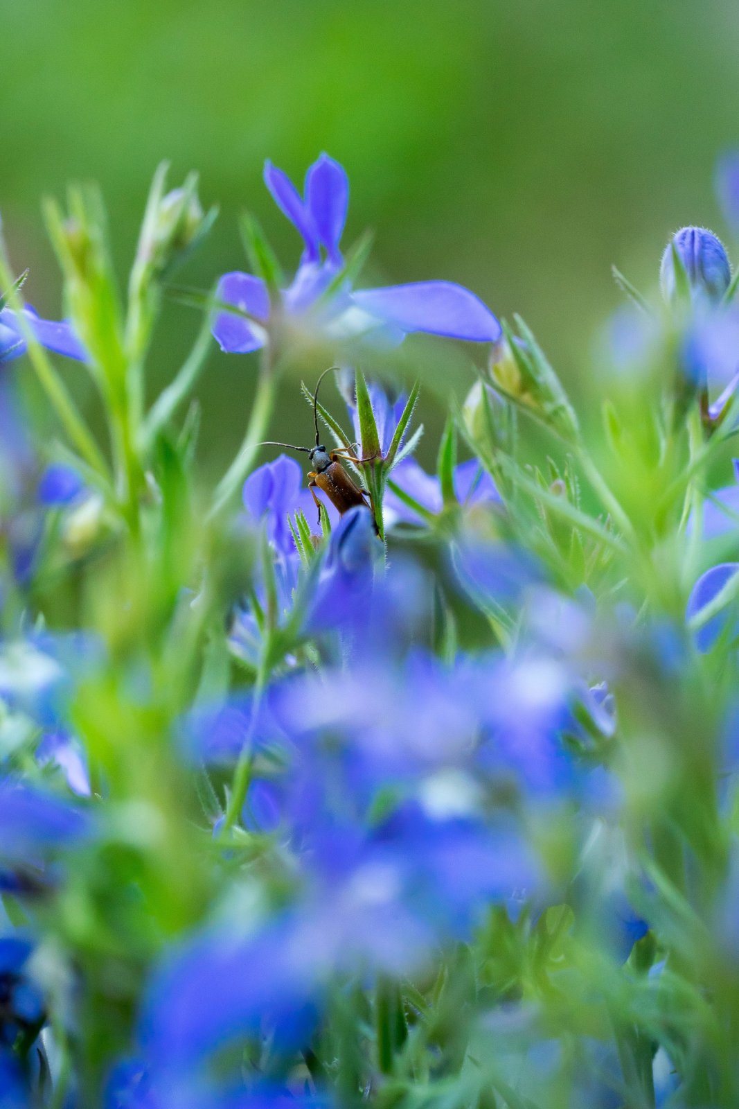 Lobelia — zdjęcie 5