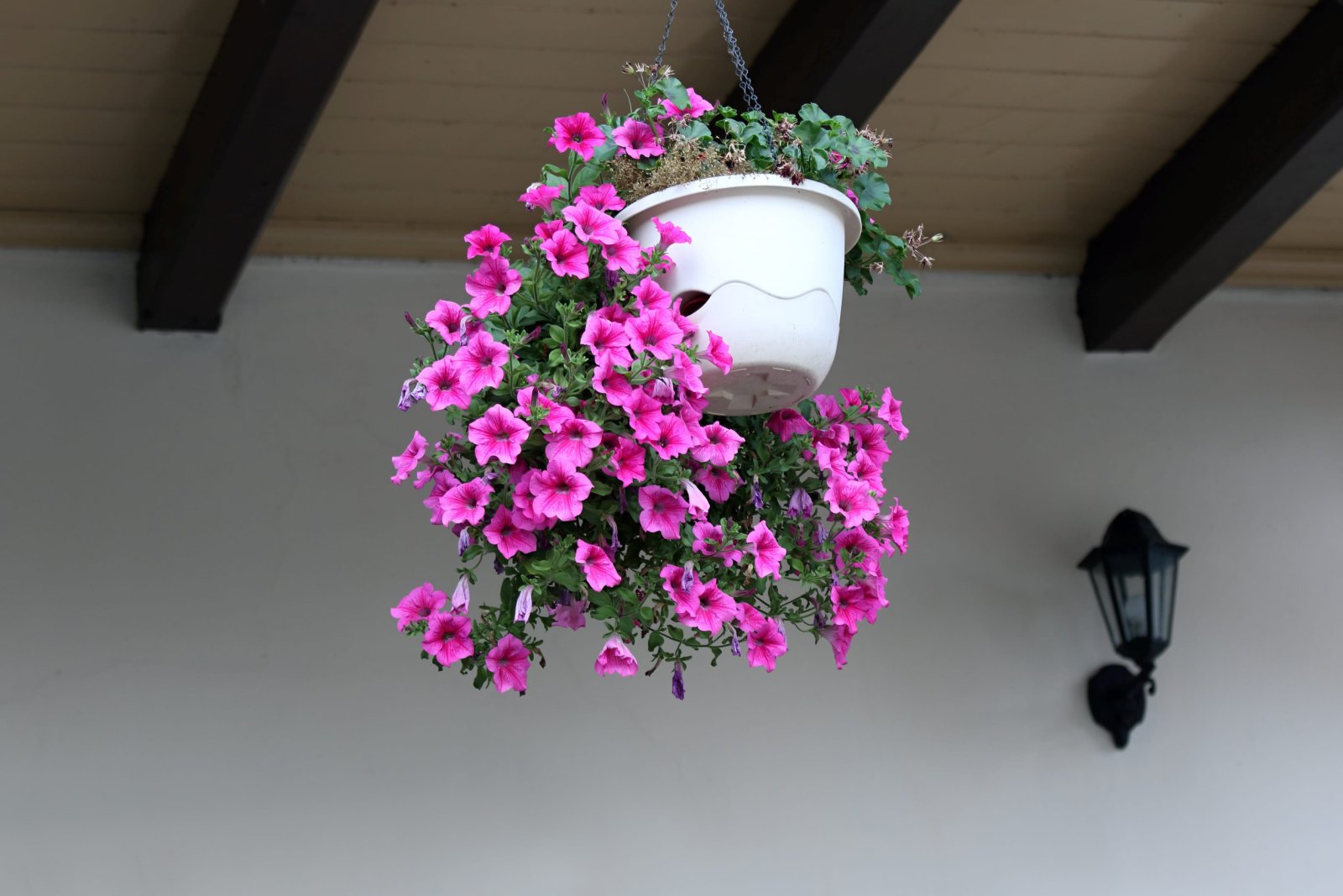 Petunia