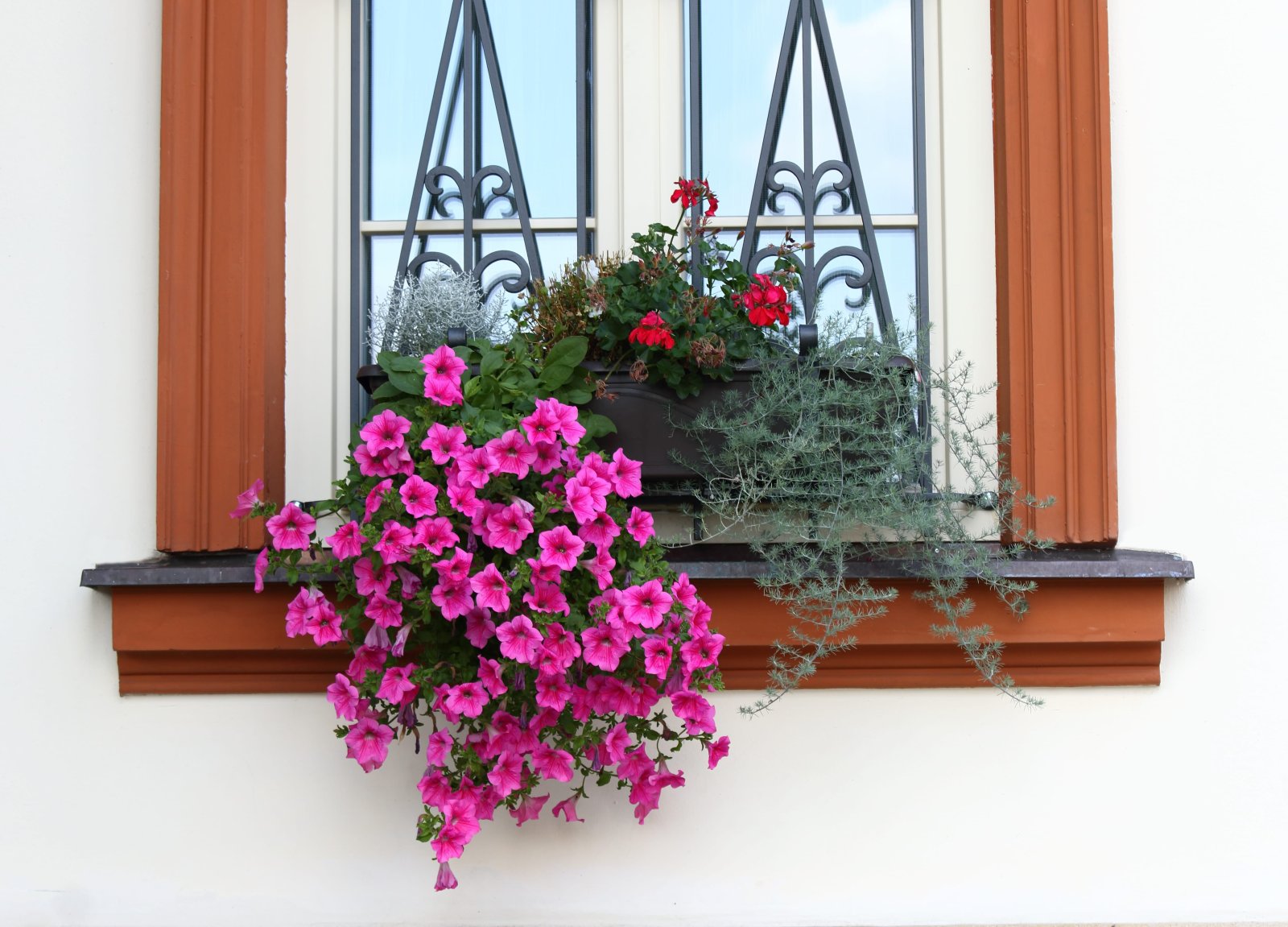 Petunia — zdjęcie 5