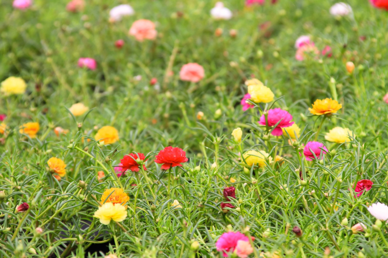 Portulaka