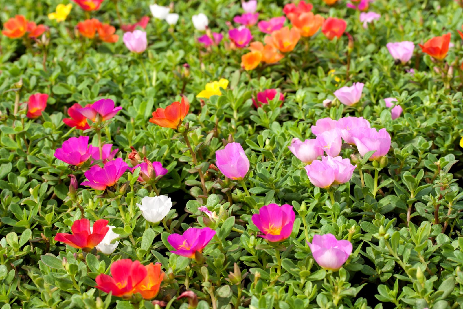 Portulaka — zdjęcie 2